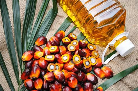 palm yağı nedir zararları nelerdir